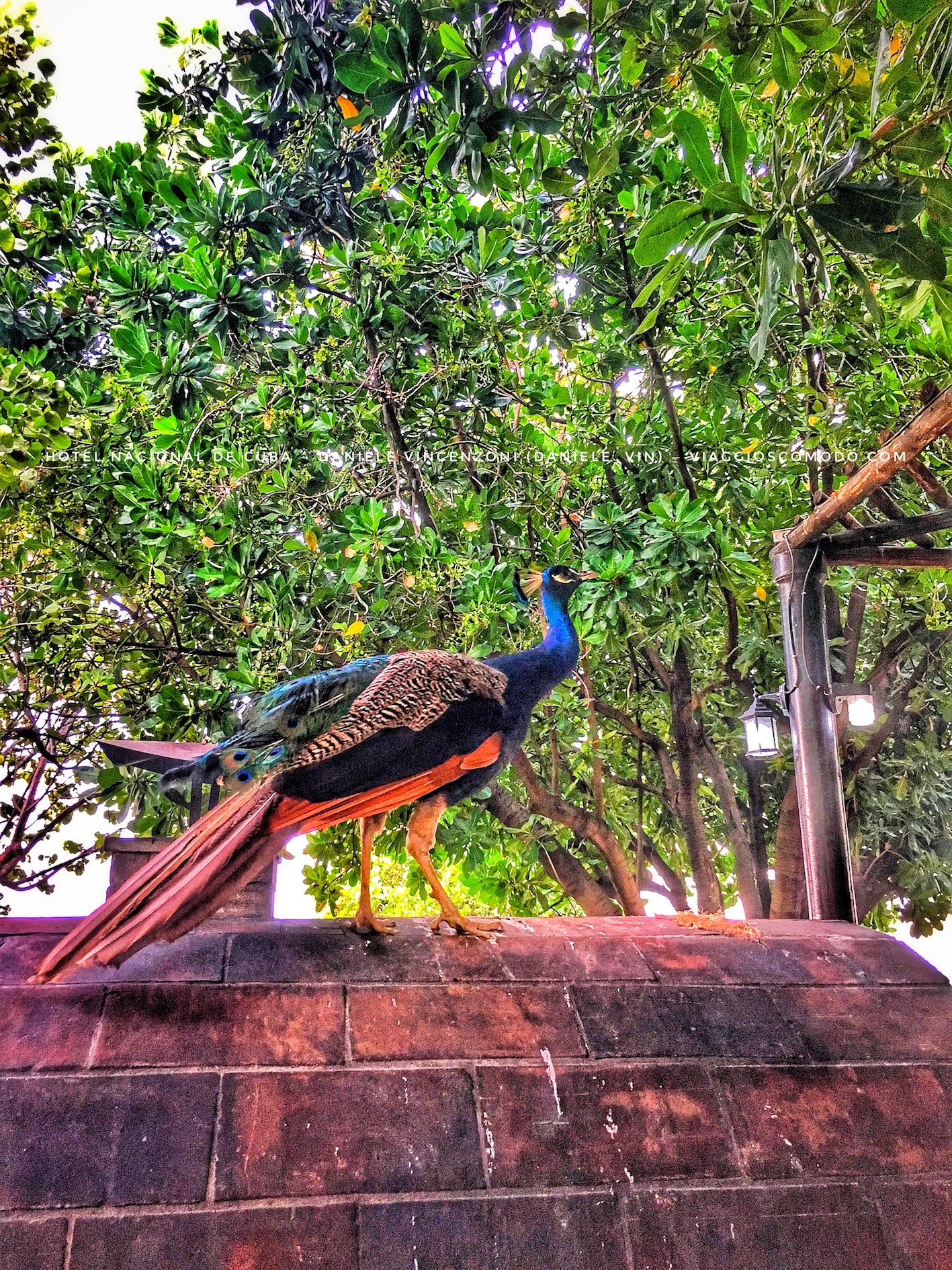 Pavone - Hotel Nacional de Cuba